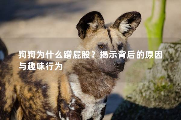 狗狗為什么蹭屁股？揭示背后的原因與趣味行為