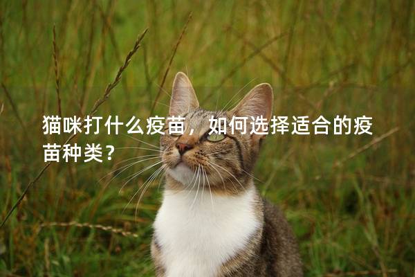 貓咪打什么疫苗，如何選擇適合的疫苗種類？