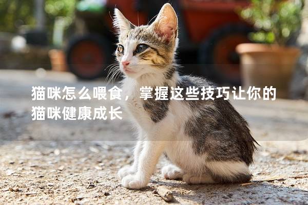 貓咪怎么喂食，掌握這些技巧讓你的貓咪健康成長