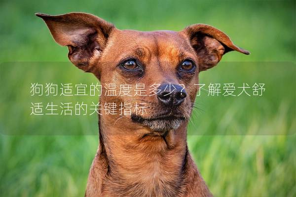 狗狗適宜的溫度是多少？了解愛犬舒適生活的關鍵指標