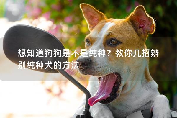 想知道狗狗是不是純種？教你幾招辨別純種犬的方法