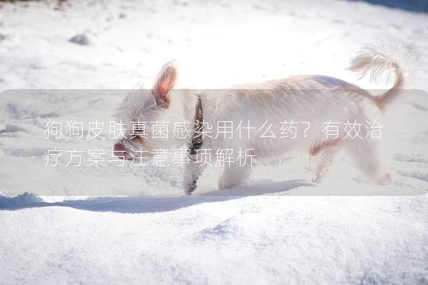 狗狗皮膚真菌感染用什么藥？有效治療方案與注意事項解析