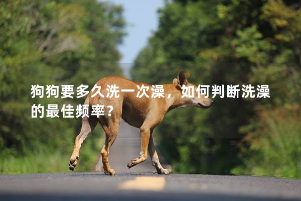 狗狗要多久洗一次澡，如何判斷洗澡的最佳頻率？
