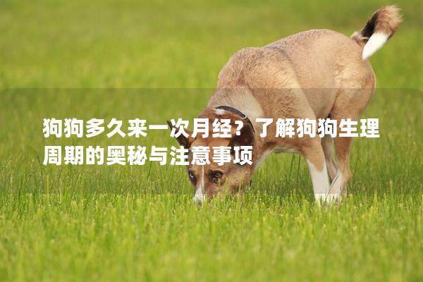 狗狗多久來一次月經?了解狗狗生理周期的奧秘與注意事項 狗狗多久來一次月經?了解狗狗生理周期的奧秘與注意事項