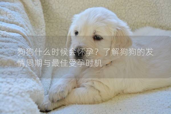 狗狗什么時候會懷孕?了解狗狗的發(fā)情周期與最佳受孕時機 狗狗什么時候會懷孕?了解狗狗的發(fā)情周期與最佳受孕時機