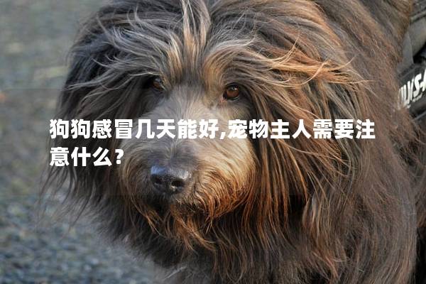 狗狗感冒幾天能好,寵物主人需要注意什么? 狗狗感冒幾天能好,寵物主人需要注意什么?