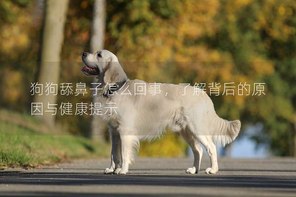 狗狗舔鼻子怎么回事,了解背后的原因與健康提示 狗狗舔鼻子怎么回事,了解背后的原因與健康提示