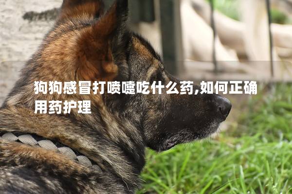 狗狗感冒打噴嚏吃什么藥,如何正確用藥護理 狗狗感冒打噴嚏吃什么藥,如何正確用藥護理