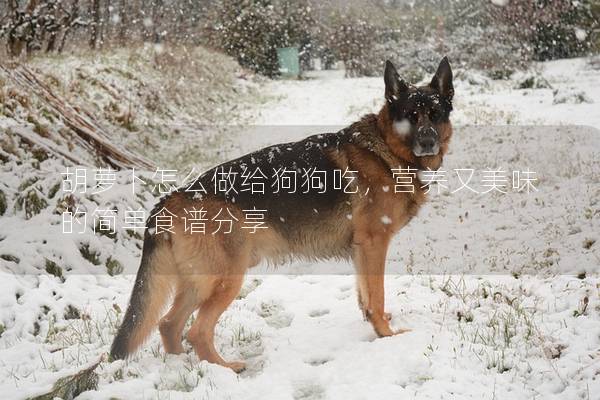 胡蘿卜怎么做給狗狗吃,營養又美味的簡單食譜分享 胡蘿卜怎么做給狗狗吃,營養又美味的簡單食譜分享