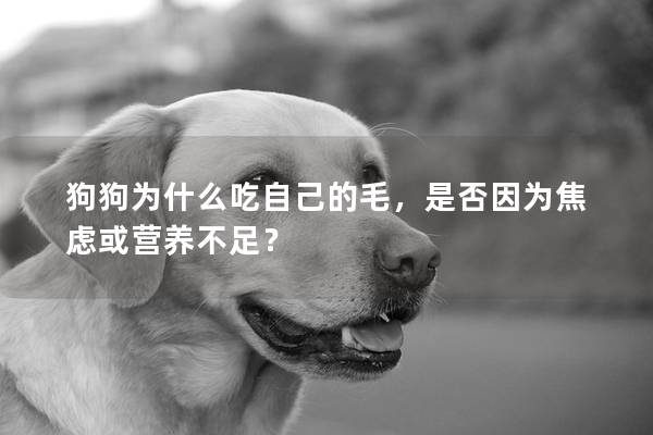 狗狗為什么吃自己的毛，是否因?yàn)榻箲]或營養(yǎng)不足？