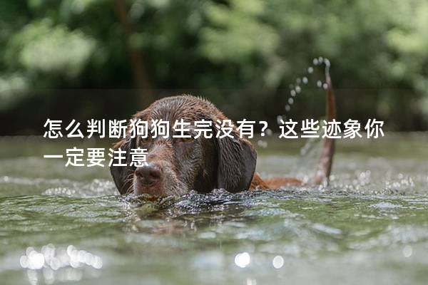 怎么判斷狗狗生完沒有？這些跡象你一定要注意