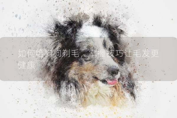 如何給狗狗剃毛，掌握技巧讓毛發(fā)更健康