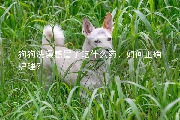 狗狗洗澡感冒了吃什么藥,如何正確護理? 狗狗洗澡感冒了吃什么藥,如何正確護理?