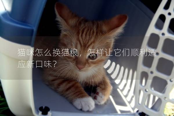 貓咪怎么換貓糧，怎樣讓它們順利適應新口味？