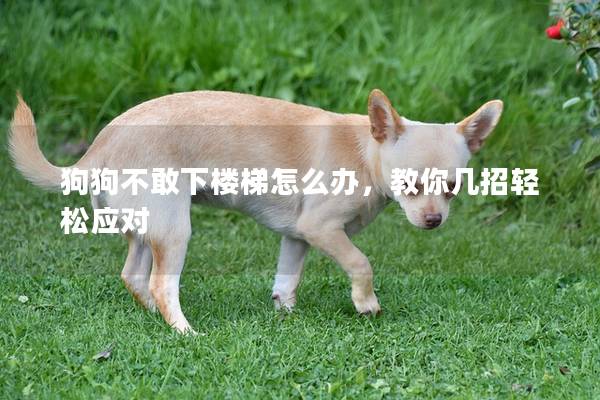 狗狗不敢下樓梯怎么辦，教你幾招輕松應對