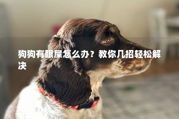 狗狗有眼屎怎么辦？教你幾招輕松解決