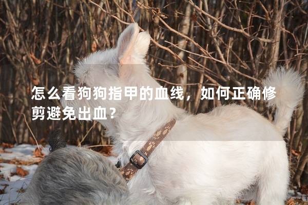 怎么看狗狗指甲的血線，如何正確修剪避免出血？