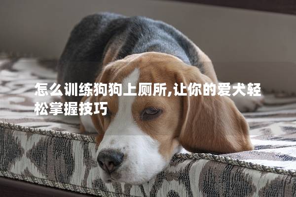 怎么訓練狗狗上廁所,讓你的愛犬輕松掌握技巧