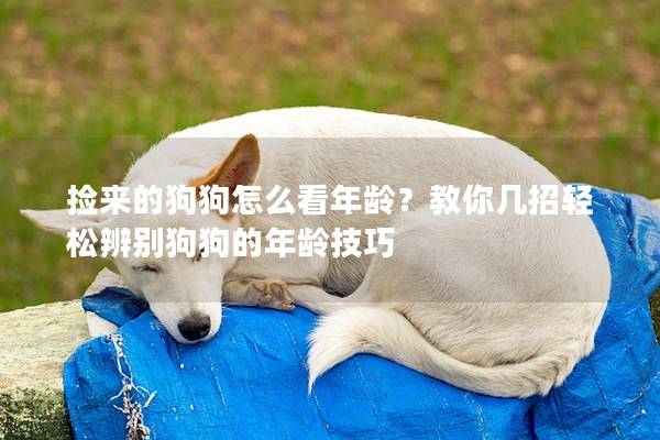 撿來的狗狗怎么看年齡？教你幾招輕松辨別狗狗的年齡技巧