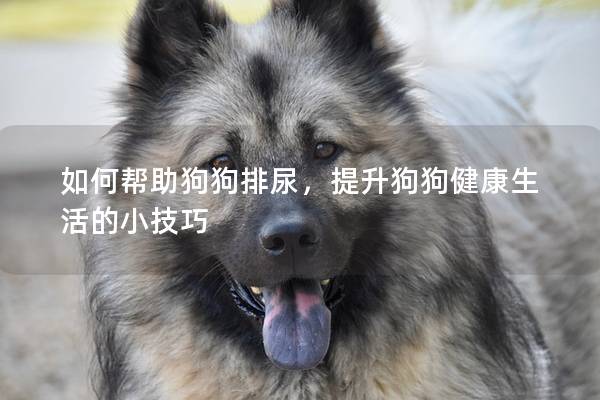 如何幫助狗狗排尿，提升狗狗健康生活的小技巧
