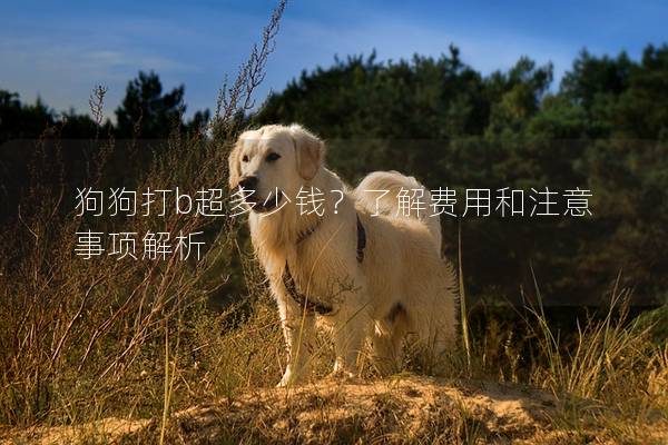 狗狗打b超多少錢？了解費(fèi)用和注意事項(xiàng)解析