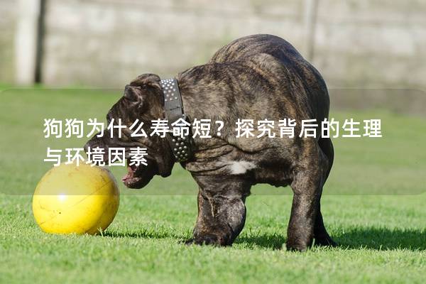 狗狗為什么壽命短?探究背后的生理與環境因素 狗狗為什么壽命短?探究背后的生理與環境因素
