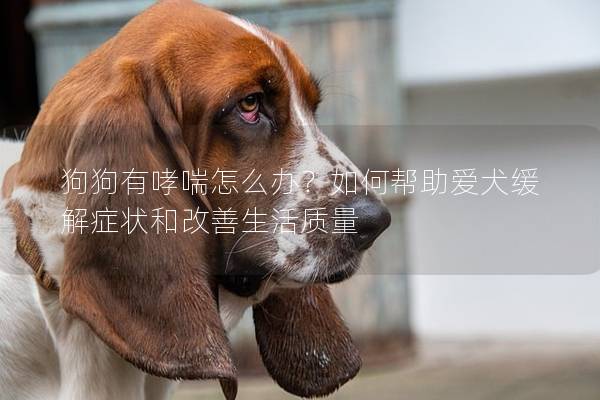 狗狗有哮喘怎么辦？如何幫助愛犬緩解癥狀和改善生活質(zhì)量