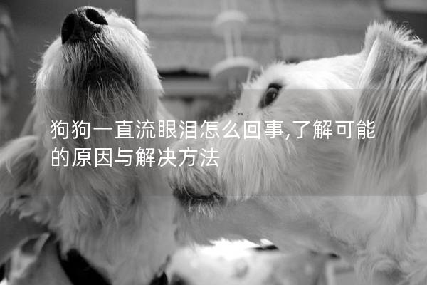 狗狗一直流眼淚怎么回事,了解可能的原因與解決方法