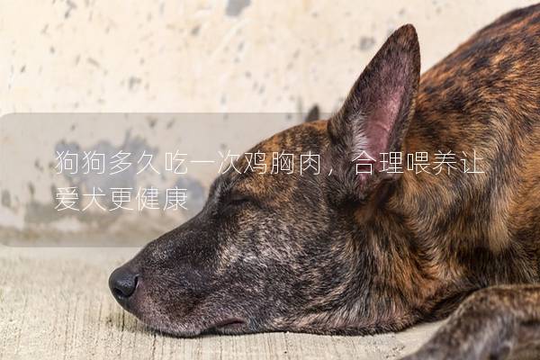 狗狗多久吃一次雞胸肉，合理喂養讓愛犬更健康