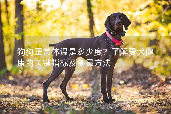狗狗正常體溫是多少度？了解愛犬健康的關鍵指標及測量方法