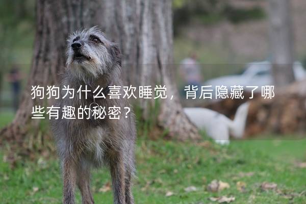 狗狗為什么喜歡睡覺，背后隱藏了哪些有趣的秘密？