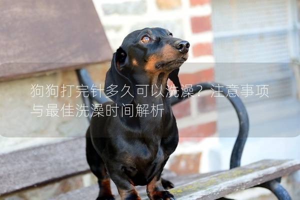 狗狗打完針多久可以洗澡？注意事項與最佳洗澡時間解析