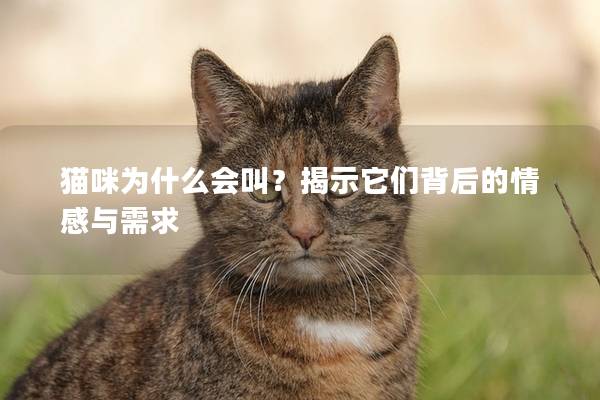 貓咪為什么會叫？揭示它們背后的情感與需求