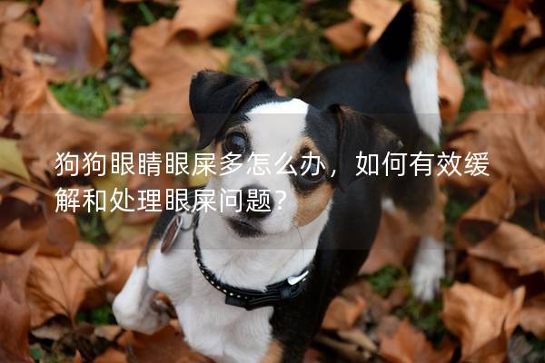 狗狗眼睛眼屎多怎么辦，如何有效緩解和處理眼屎?jiǎn)栴}？