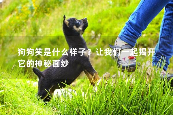 狗狗笑是什么樣子？讓我們一起揭開它的神秘面紗