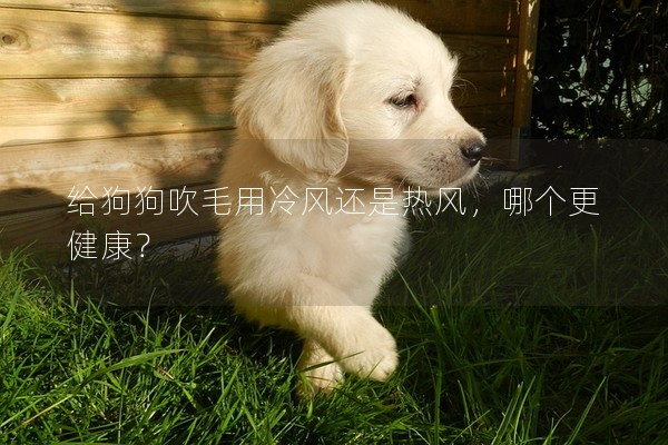 給狗狗吹毛用冷風還是熱風，哪個更健康？