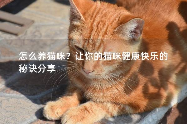 怎么養(yǎng)貓咪？讓你的貓咪健康快樂的秘訣分享