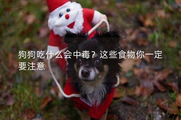 狗狗吃什么會中毒？這些食物你一定要注意