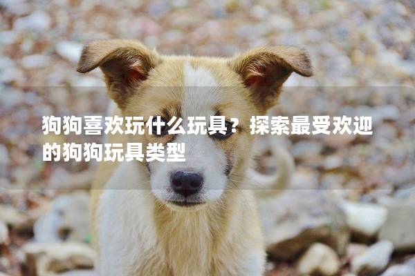 狗狗喜歡玩什么玩具？探索最受歡迎的狗狗玩具類型