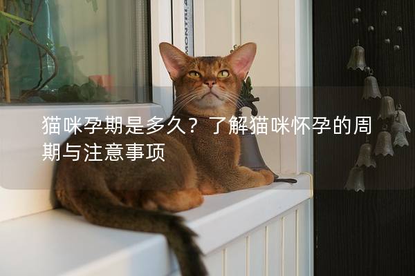 貓咪孕期是多久？了解貓咪懷孕的周期與注意事項(xiàng)