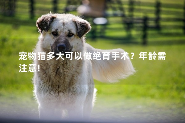 寵物貓多大可以做絕育手術？年齡需注意!