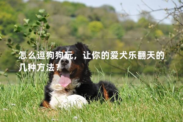 怎么逗狗狗玩,讓你的愛犬樂翻天的幾種方法? 怎么逗狗狗玩,讓你的愛犬樂翻天的幾種方法?