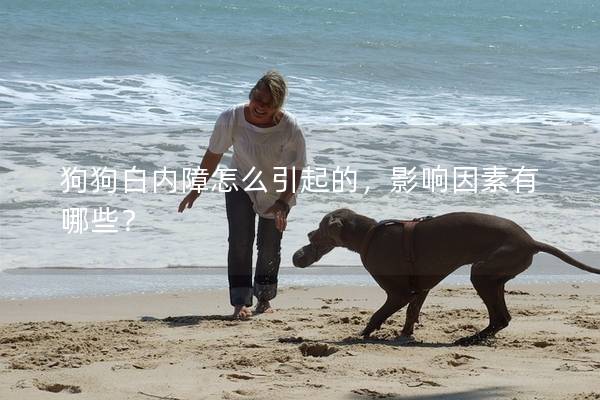 狗狗白內障怎么引起的，影響因素有哪些？