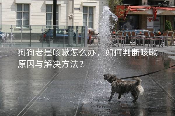 狗狗老是咳嗽怎么辦，如何判斷咳嗽原因與解決方法？