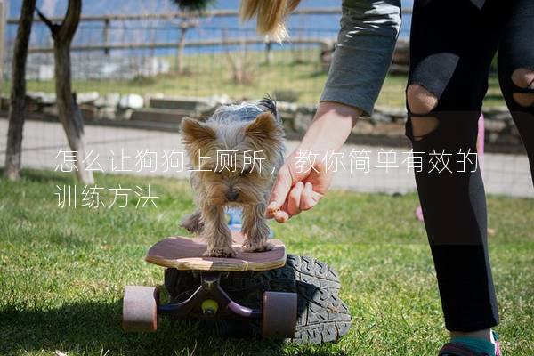 怎么讓狗狗上廁所，教你簡(jiǎn)單有效的訓(xùn)練方法