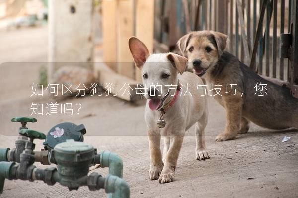 如何區分狗狗公母的方法與技巧，您知道嗎？
