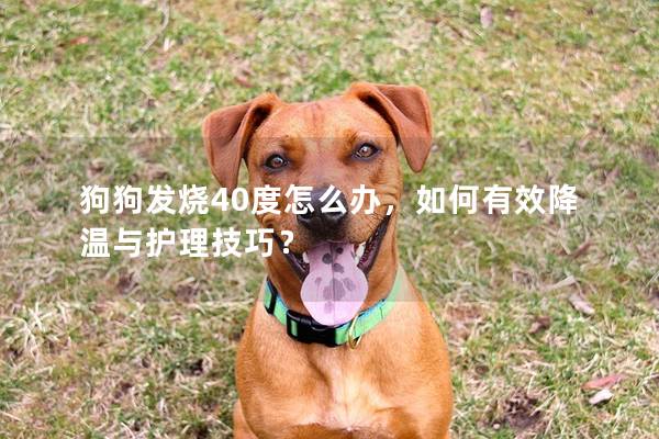 狗狗發燒40度怎么辦，如何有效降溫與護理技巧？