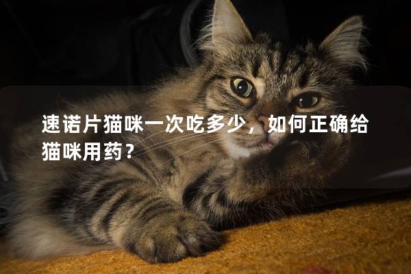 速諾片貓咪一次吃多少,如何正確給貓咪用藥?