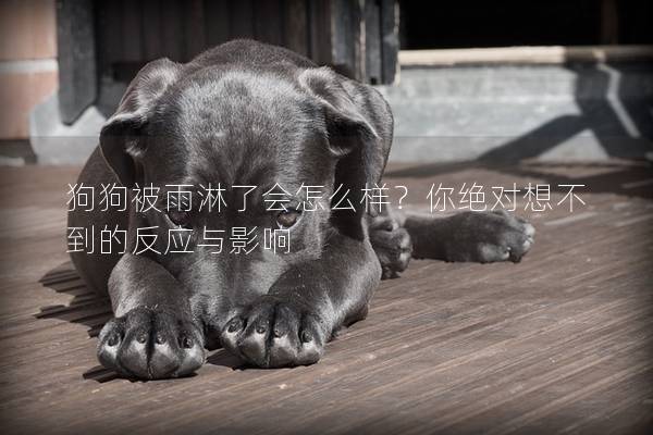 狗狗被雨淋了會怎么樣？你絕對想不到的反應與影響