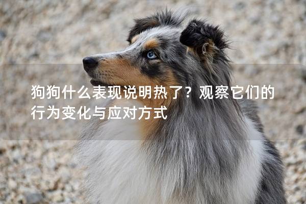 狗狗什么表現說明熱了？觀察它們的行為變化與應對方式